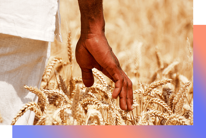 Hand touching the wheat